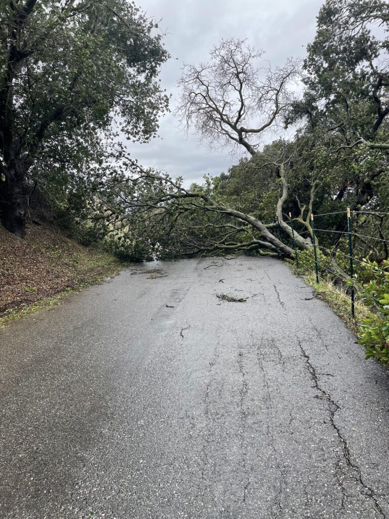 tree blocking road on Higuera 